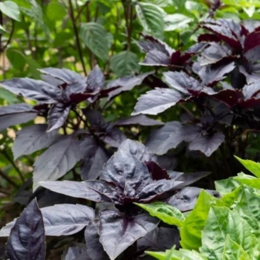 Osmin Basil Seeds