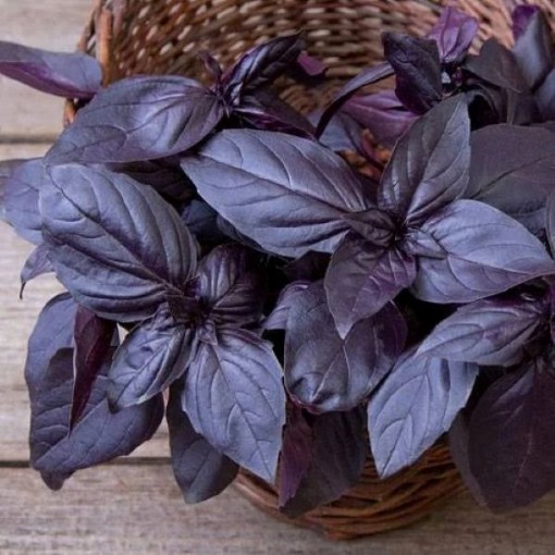 Prospera Red Basil Seeds