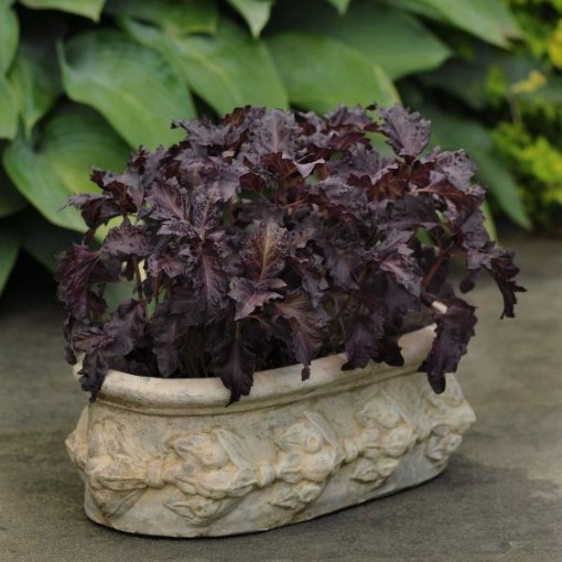 Purple Ruffles Basil Seeds