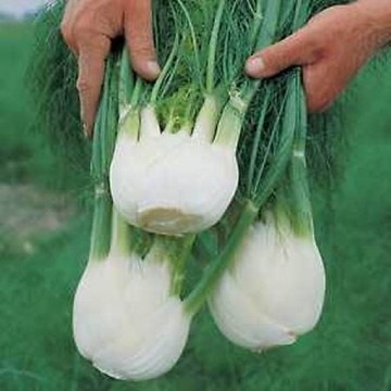Florence Fennel Seeds