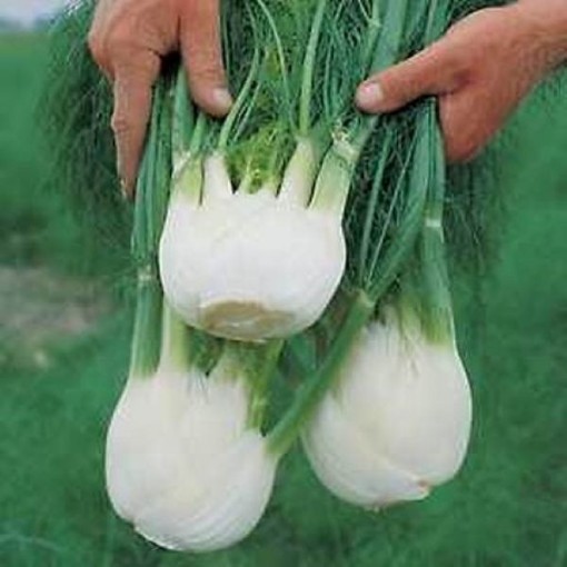 Florence Fennel Seeds