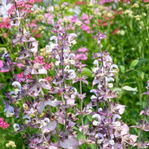 Clary Seeds
