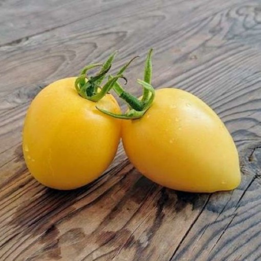 Powers Tomato Seeds