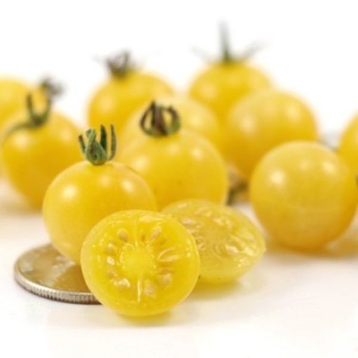 Coyote Tomato Seeds