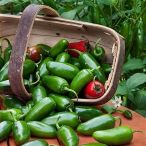Jalapeno Traveler Pepper Seeds