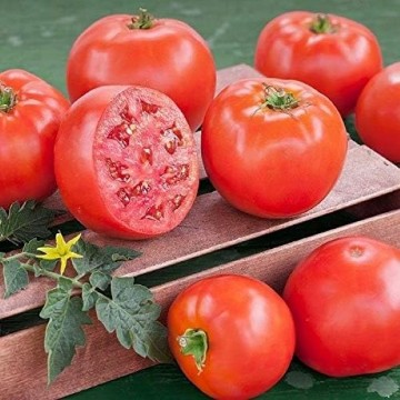 Goliath Early Tomato Seeds
