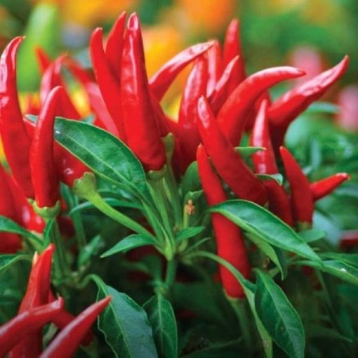 Thai Compact Pepper Seeds