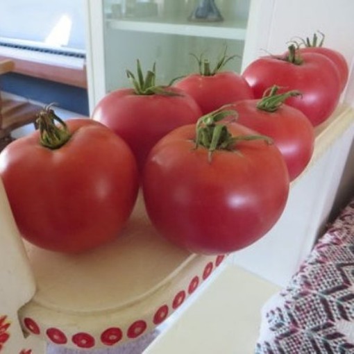 Beauty Tomato Seeds
