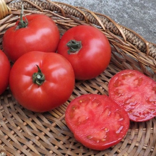 BHN 589 Tomato Seeds