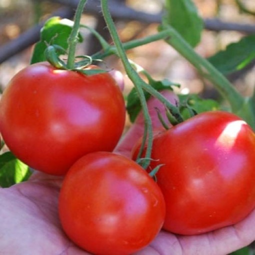Nepal Tomato Seeds