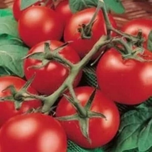 Porter Improved Tomato Seeds