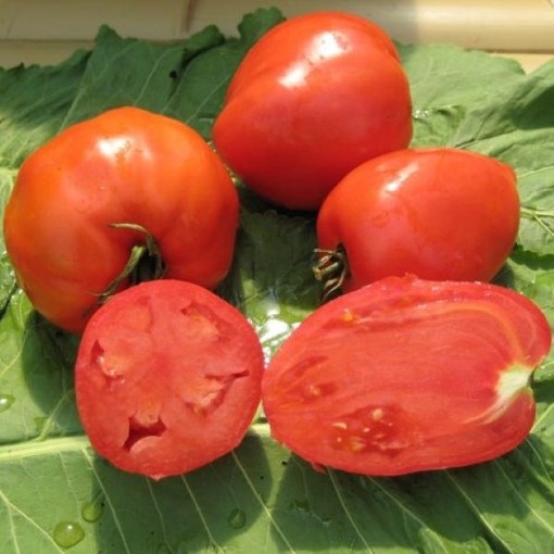 Kenosha Tomato Seeds
