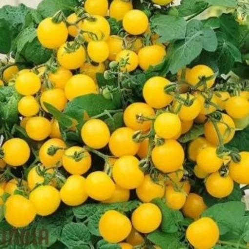 Yellow Cherry Tomato Seeds
