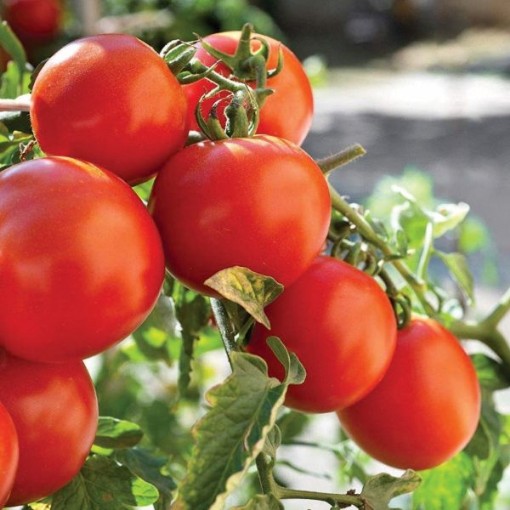 Marglobe F Tomato Seeds