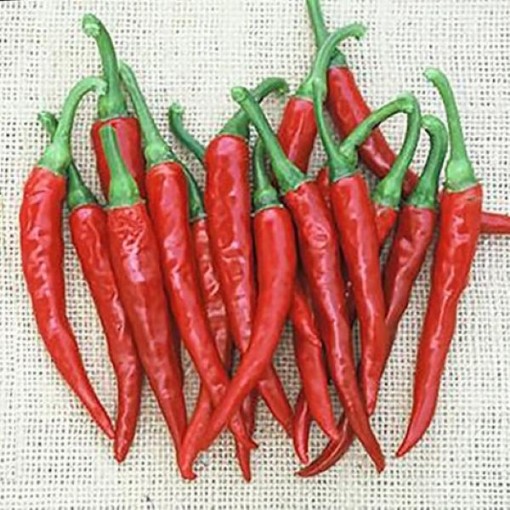 Ring of Fire Pepper Seeds