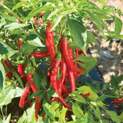 Red Flame Pepper Seeds