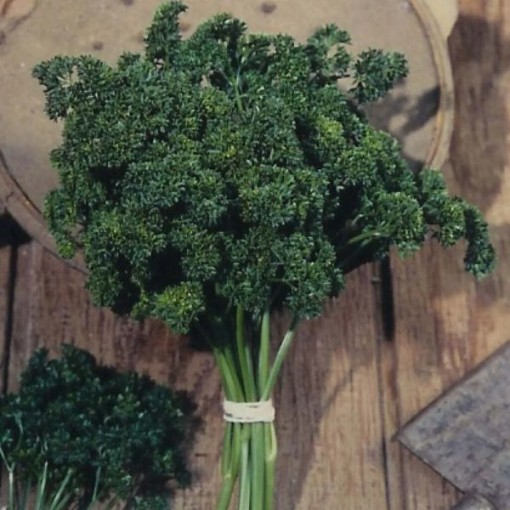 Moss Curled Parsley Seeds