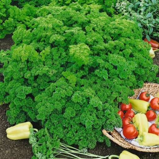 Evergreen Parsley Seeds