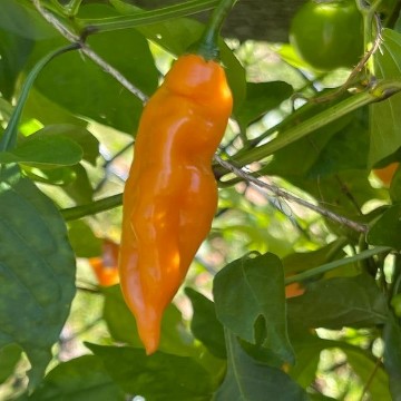 Aji Mango Pepper Seeds
