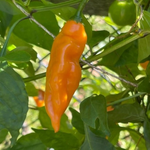 Aji Mango Pepper Seeds