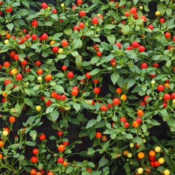 Tepin Pepper Seeds