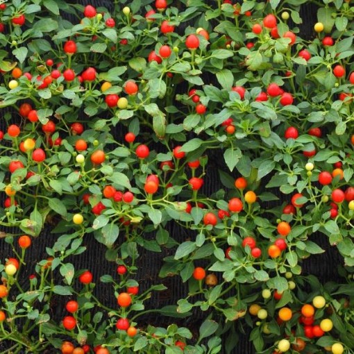 Tepin Pepper Seeds