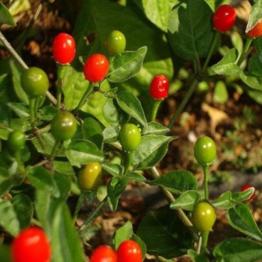 Chiltepin Pepper Seeds