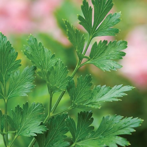 Italian Plain Leaf Parsley Seeds