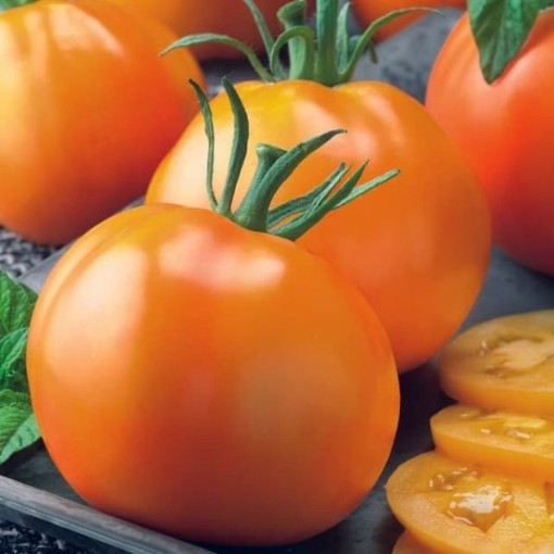 Tangerine Tomato Seeds