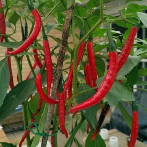 Afterglow Pepper Seeds