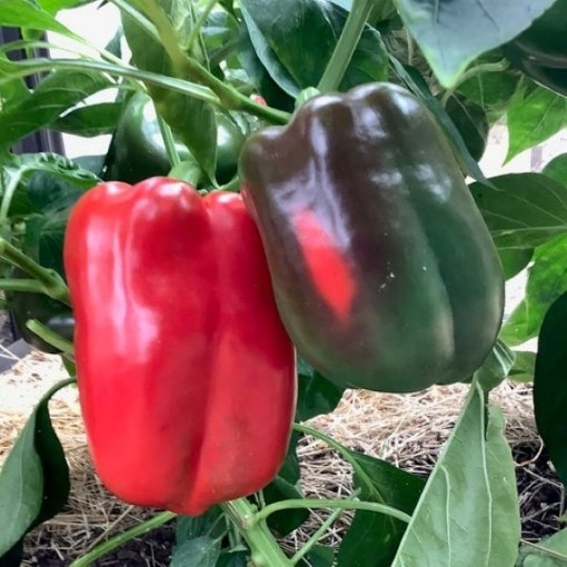 Carolina Wonder Pepper Seeds