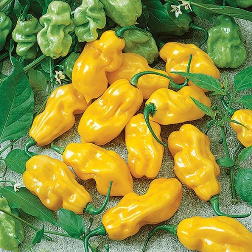 Yellow Sweet Habanero Pepper Seeds