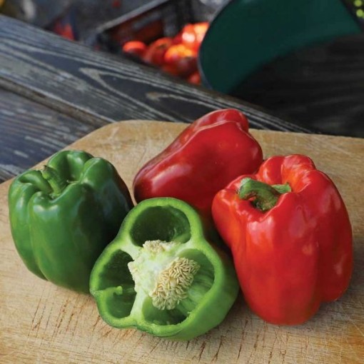 New Ace Pepper Seeds
