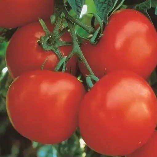 Marglobe Improved Tomato Seeds