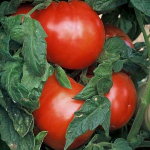 506 Bush Tomato Seeds