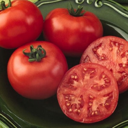 Bush Champion II Tomato Seeds