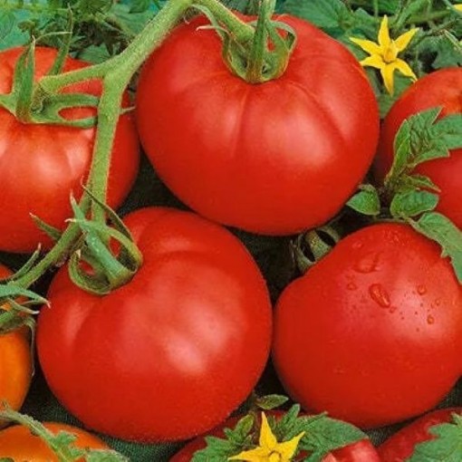 Ace 55 Tomato Seeds