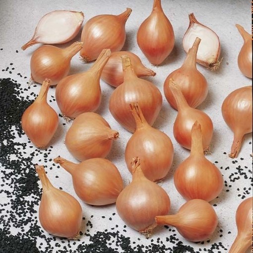 Ambition Shallot Seeds