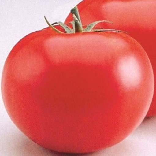 Heatmaster Tomato Seeds