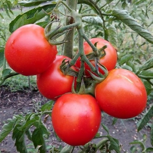 Porter Tomato Seeds