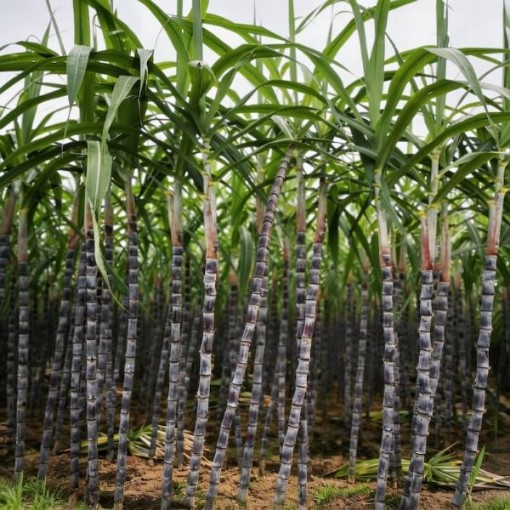 Black Sugar Cane Seeds