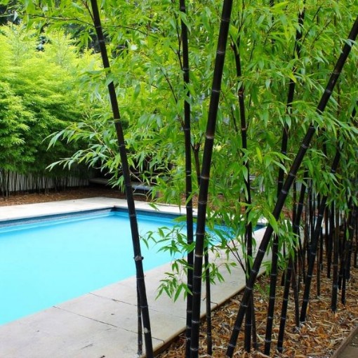 Black Bamboo Seeds