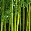 Giant Bamboo Seeds