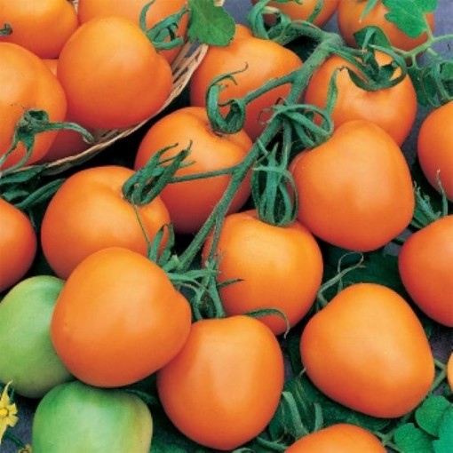 Jaune Flamme Tomato Seeds