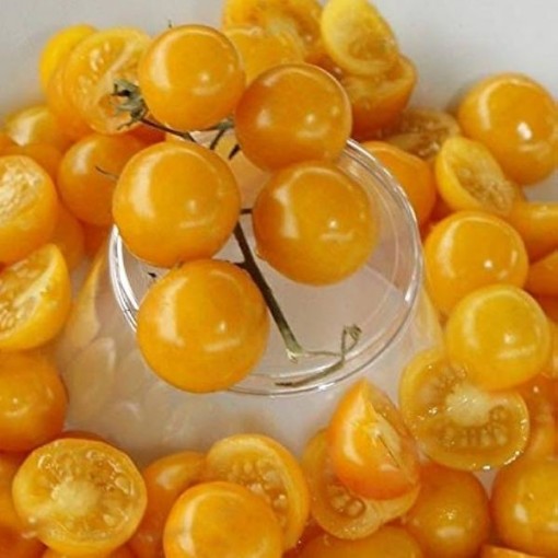 Aunt Ruby's Yellow Cherry Tomato Seeds
