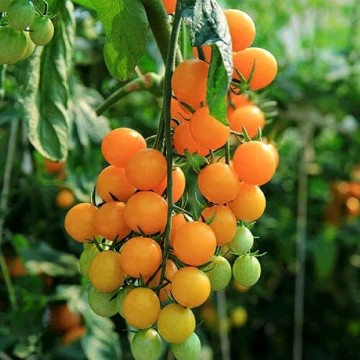 Gold Nugget Tomato Seeds