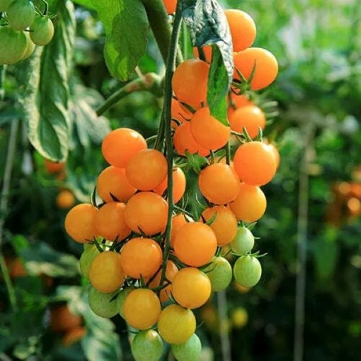 Gold Nugget Tomato Seeds
