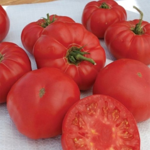 Granny Cantrell's German Tomato Seeds