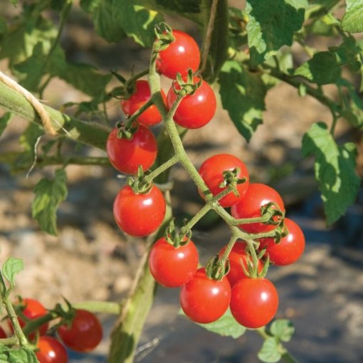 Jasper Tomato Seeds