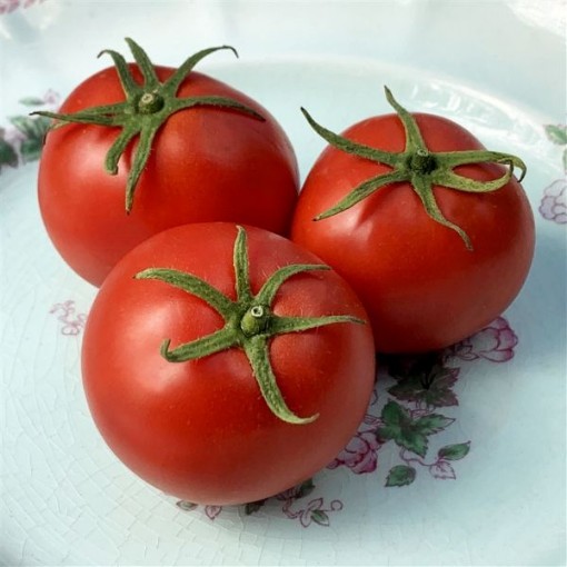 Dona Tomato Seeds